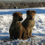 Someone had abandoned these two adorable puppies at a wide spot in the road.