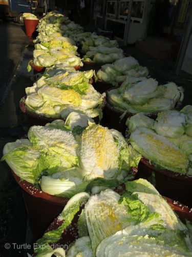 It seemed that outside every house people were storing bucket and buckets full of salted cabbage, the first ingredient in kimchi preparation.