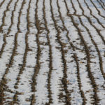 A rice stubble field after a brief snow storm offered an interesting perspective.