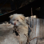 This cute dog was peeking out over the fence.