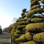 The trees in the United Nations Cemetery were artfully shaped.