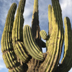 The Giant Cardón flourish in the harsh Baja deserts.