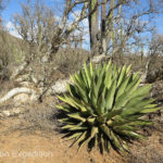 The Coastal Agave is related to the plant used for Tequila.