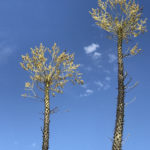 The comical Boojum Trees (Cirios) are indigenous to Baja.