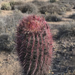 The Barrel Cacti and other flowering cacti are well protected from hungry cattle and deer.