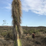 Old Man Cactus easily has earned its name with its shaggy beard.