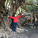 If you want to feel young, wrap your arms around a 400-year-old olive tree.