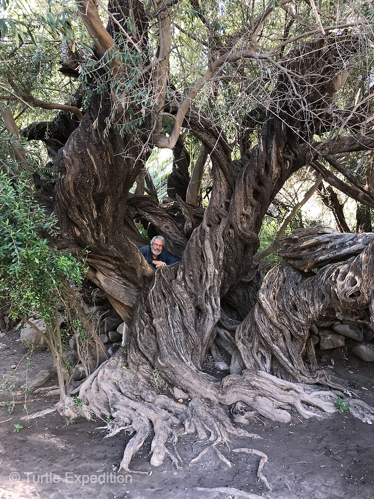 This massive olive tree stands in the first orchard planted in Baja California - 400 years ago!
