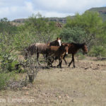 Horses, burros and cattle are an ever present danger on Baja roads.