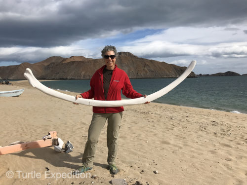 Several of the beach houses at Gonzaga Bay had decorations of whale bones.