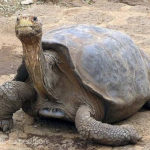 Lonesome George, was the last known survivor of the giant Galapagos Tortoise (C.n.abingdoni) on the Pinta Island.