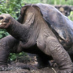 Galapagos turtle named Lonesome George (Internet source)