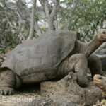 Famous Lonesome George(Internet source)