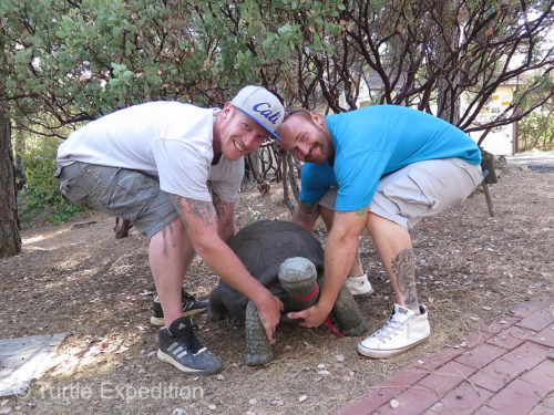 Thanks to a forklift and a couple of body-builder friends, this 300-lb tortoise now has a safe home in front of our office.