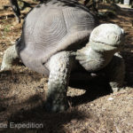 Lonesome George II clearly has a personality. This look might say, “Got any more bananas?” or, “Have you seen any cute female tortoises around?”