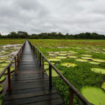 With varying names, these amazing water plants are similar to the ones we had seen in Amazonia outside Manaus. The Pantanal is famous for them.