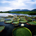 Water lilies (Victoria regia) at sunrise (Getty Images)