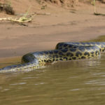 Breaking News PANTANAL 10