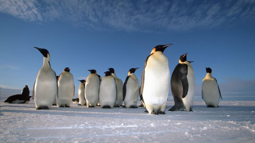 A full-grown penguin can be over 4 feet tall.