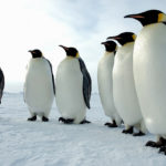 The Emperor Penguin received its name because they are the “top king” of all penguins. They may travel up to 70 miles in one trip to get food.