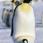 Penguins lay a single egg and parents take care of the chick alternatingly while the other travels to the sea to feed.