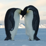 In March or early April the Emperor Penguins form breeding pairs.