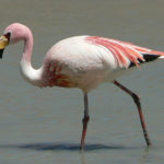 Pink flamingos live on the salt flats and we may even see a few vicuñas or llamas watching from the hills.