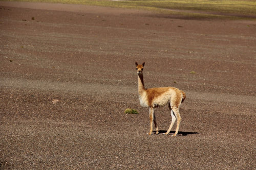 Vicuñas are related to the llamas and alpacas but have never been domesticated. We hope to see some again.