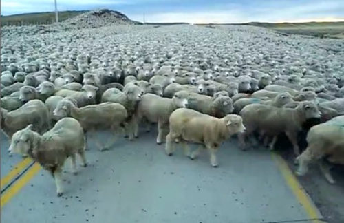 Traffic can be heavy in Patagonia. Who has the right-of-way?