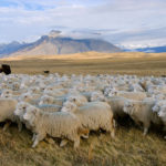 Lamb chops and wool on the hoof. The snow-capped Andes in the distance.